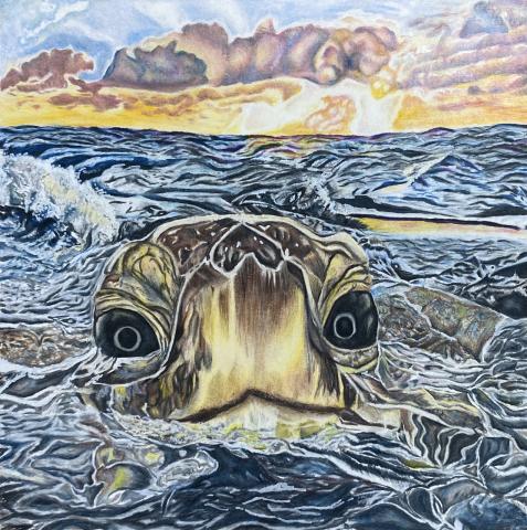 Maddie McGowen, “The Sea Turtle,” colored pencil, 12” x 12”, 2020.