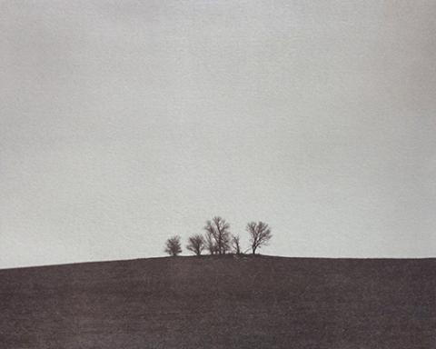 Alec Kaus, "Trees #1," salt print, 2015.